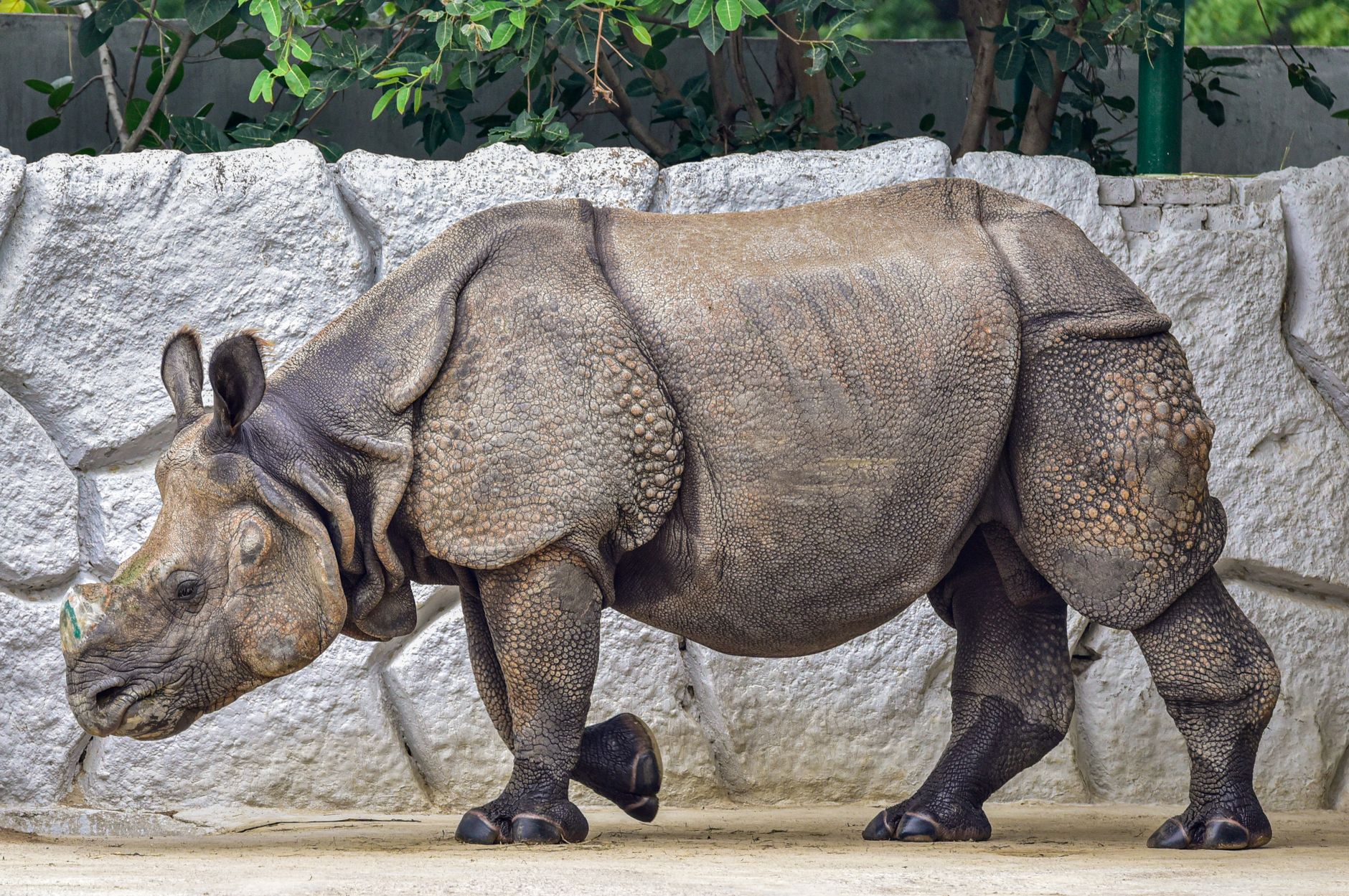1位のサイが人気を集める理由